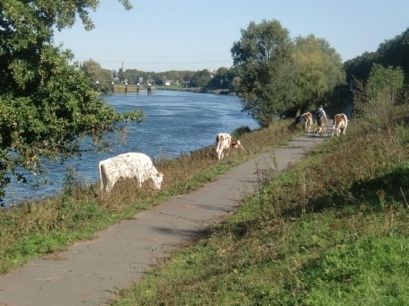 Venlo-Belfeld : Aan de Stuw, Kühe, nicht weit vom Maasufer entfernt